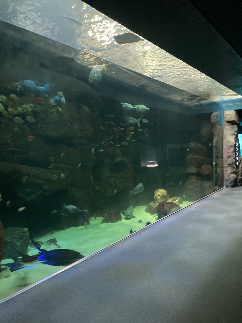 Grouper and ray tank