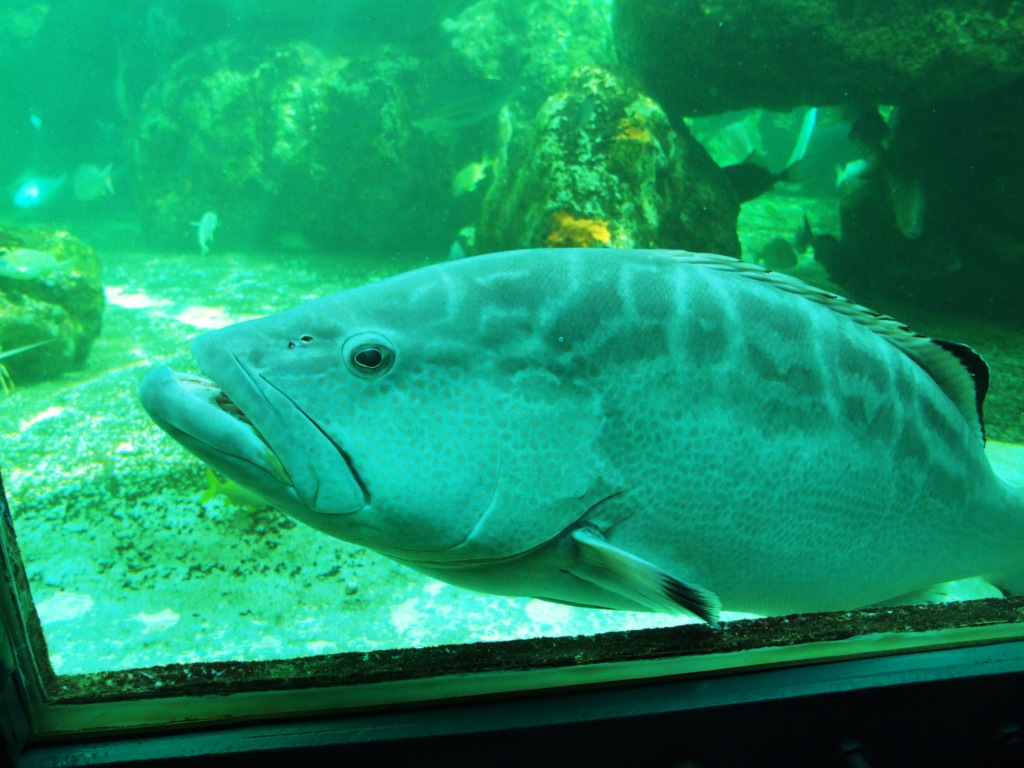 Grouper at Miami Seaquarium, 16/10/13