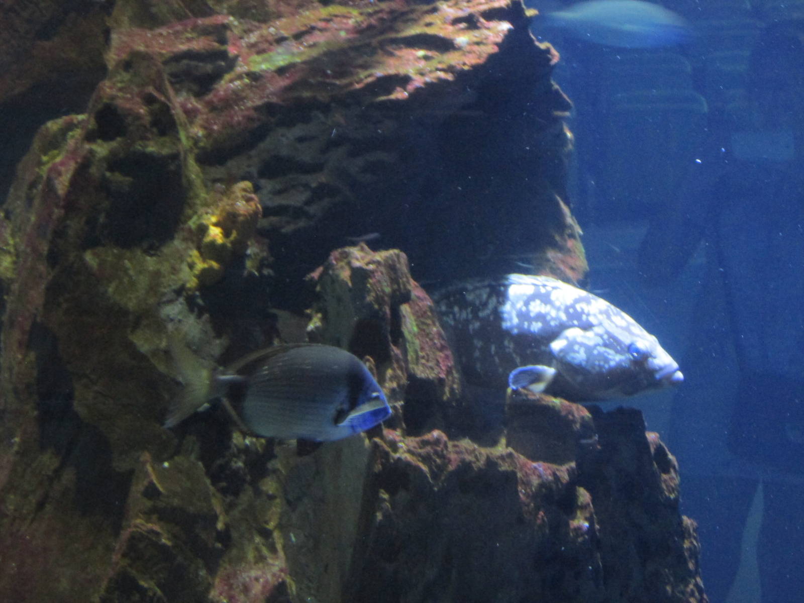 grouper barcelona aquarium