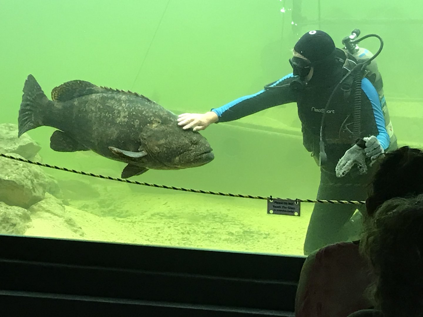 Grouper & Diver Interaction