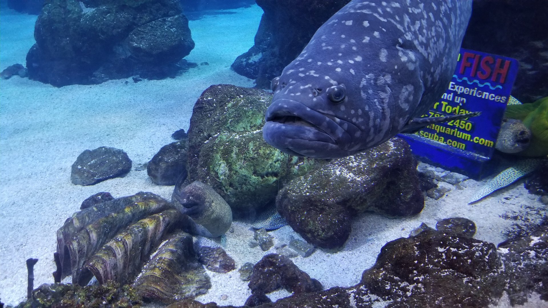 Grouper?, eels