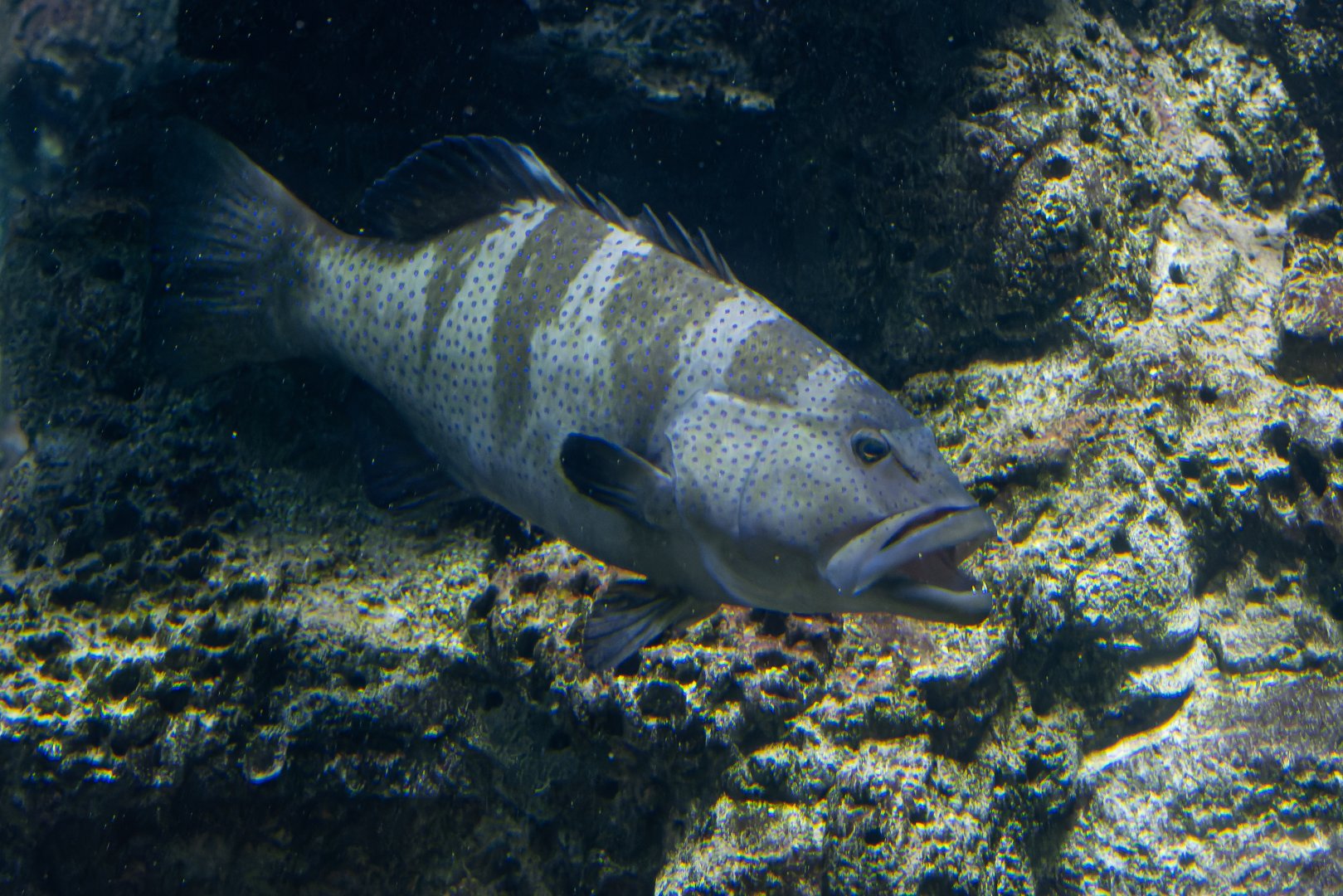Grouper ID - Haus des Meeres