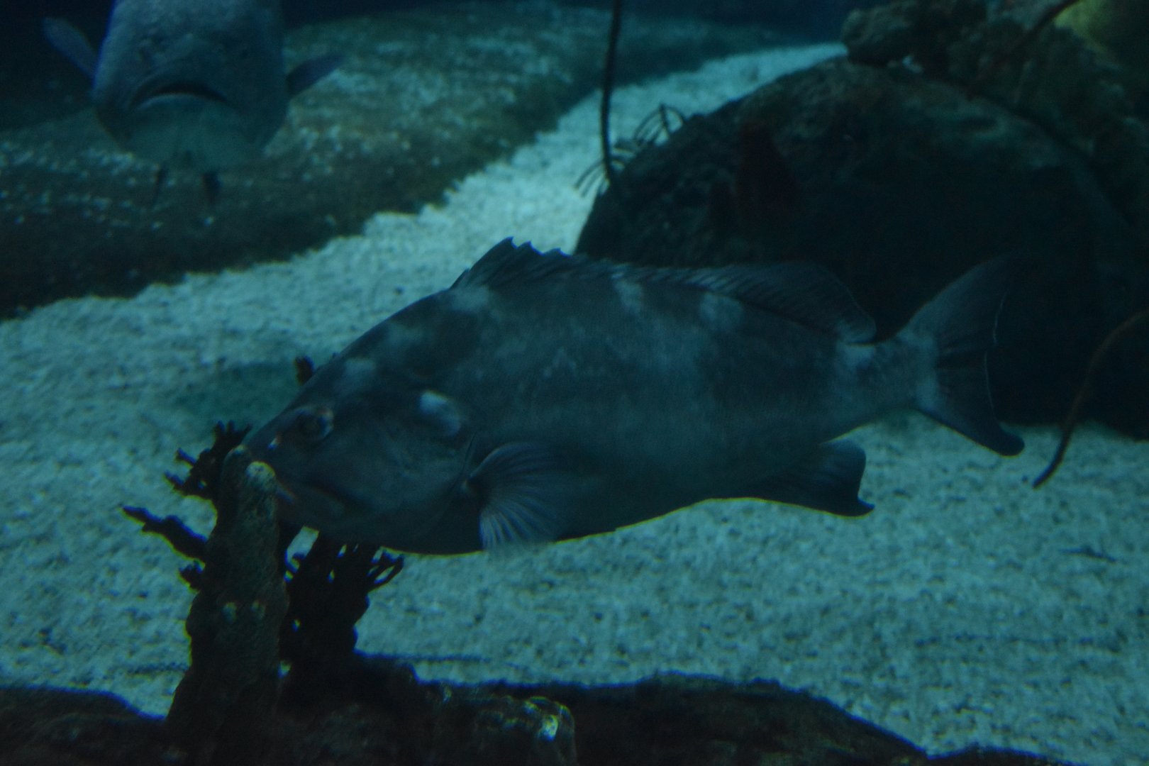 Grouper ID - Henry Doorly Zoo