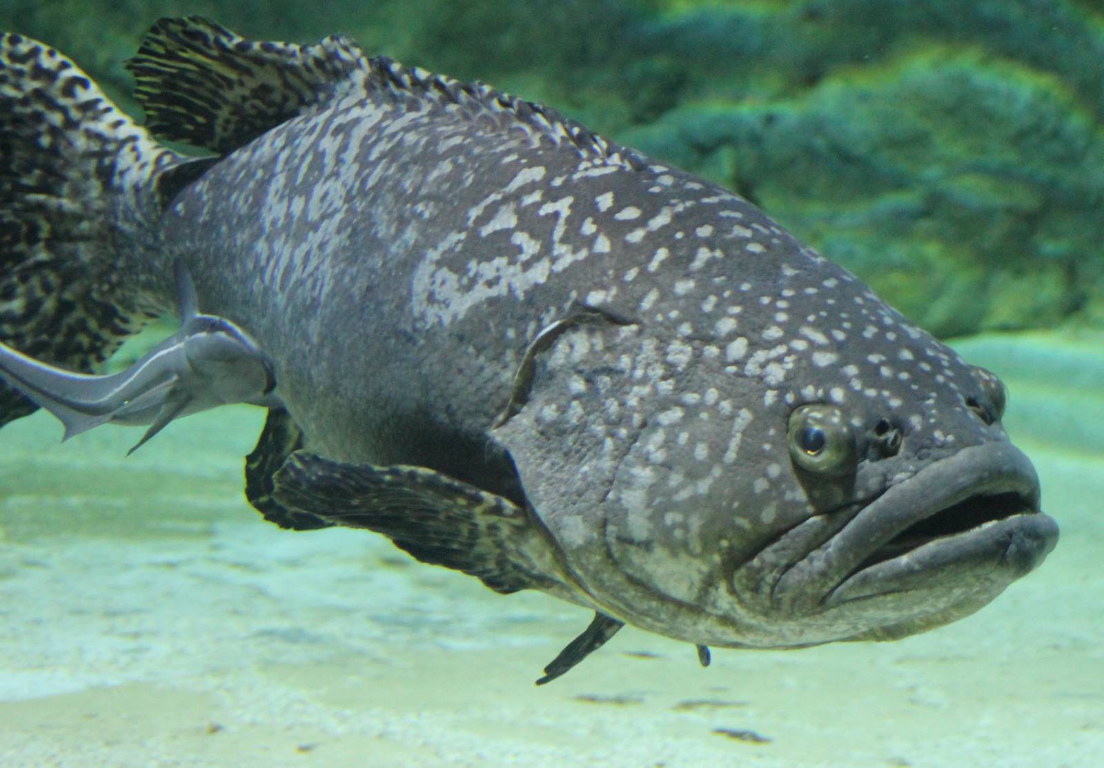 Grouper ID