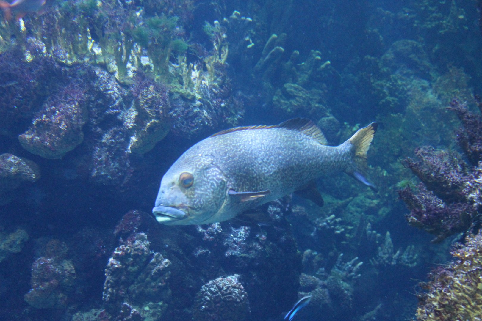 Grouper ID