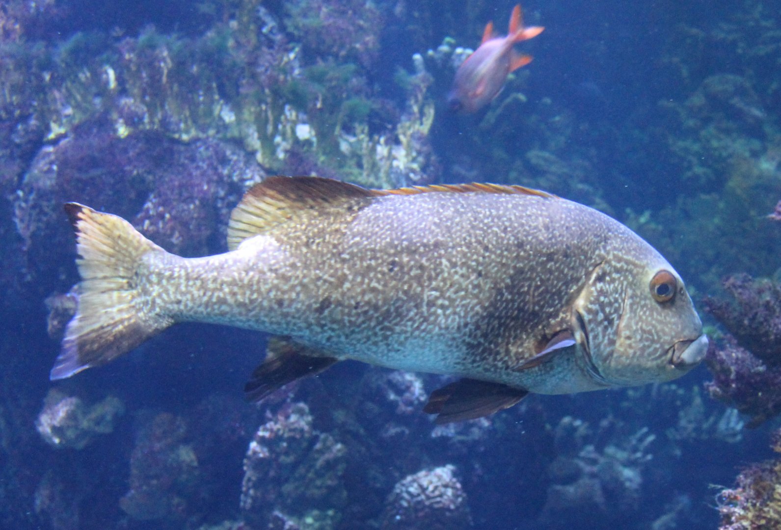 Grouper ID