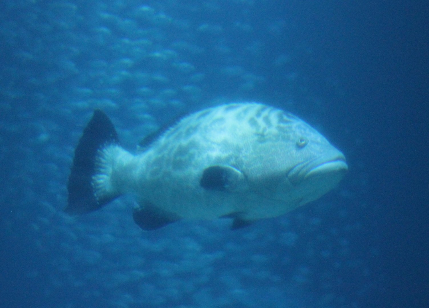 Grouper ID