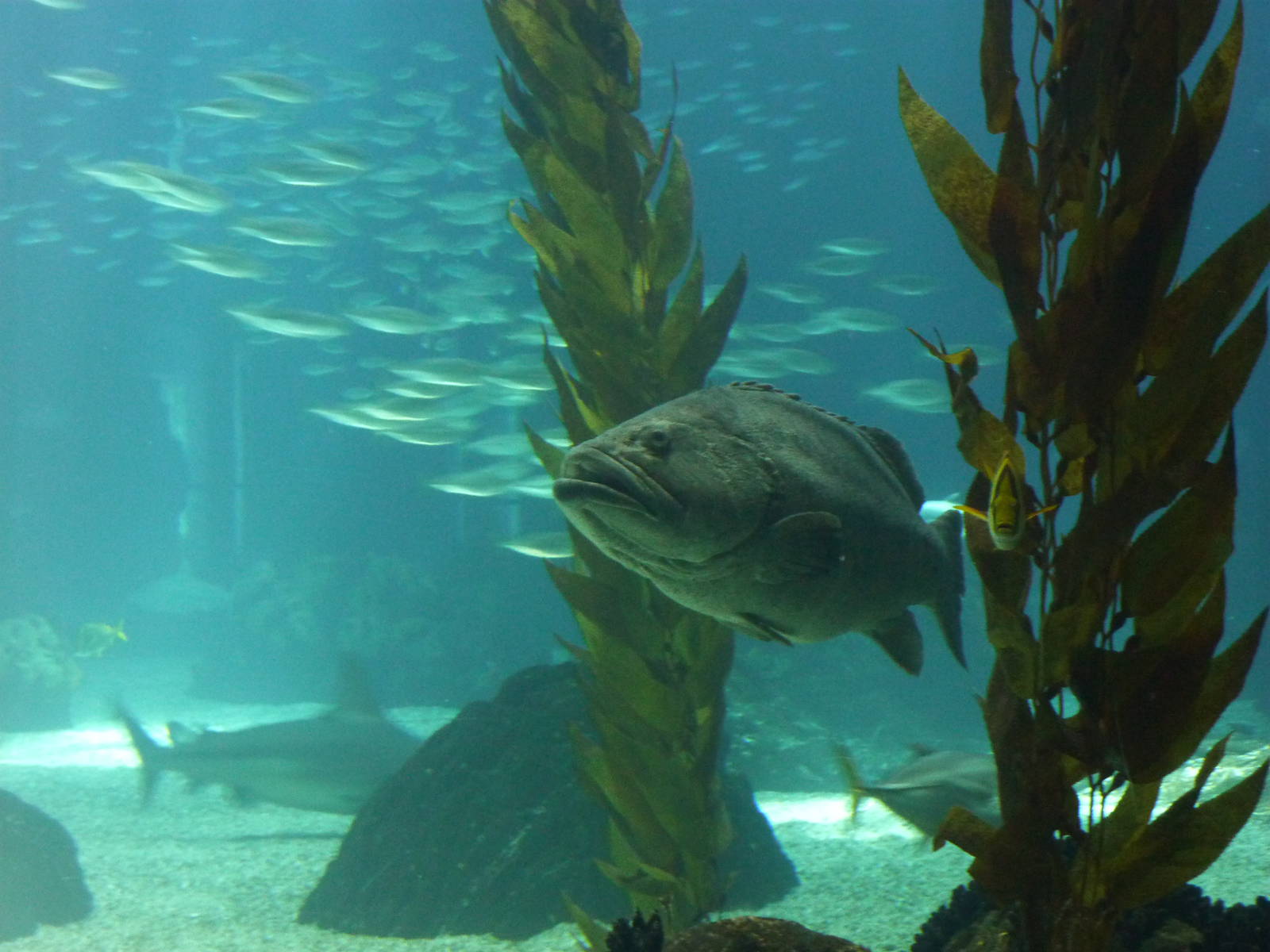 Grouper in Global Ocean