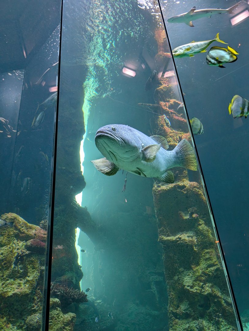 Grouper in Main Tank