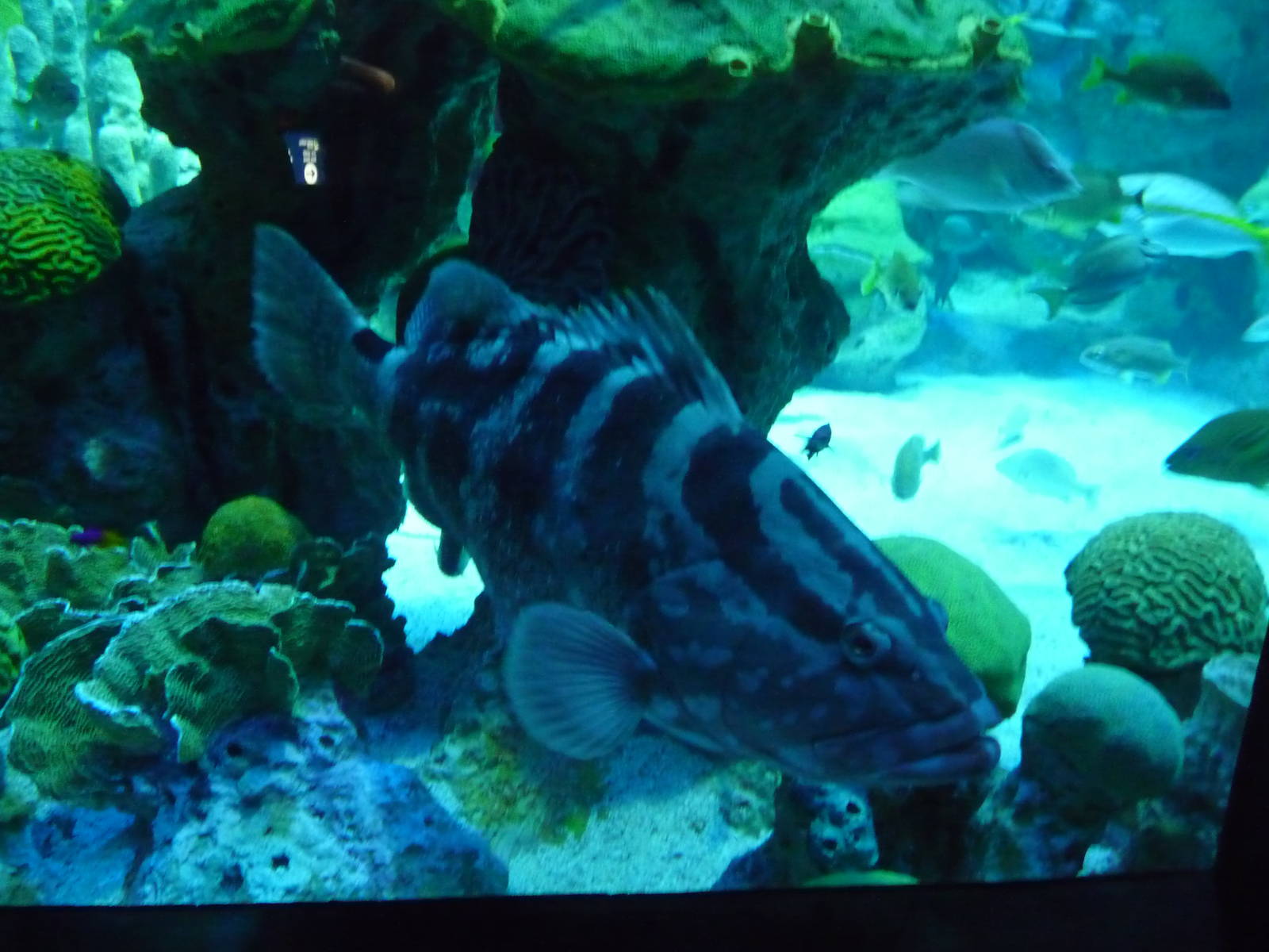 grouper new england aquaruim