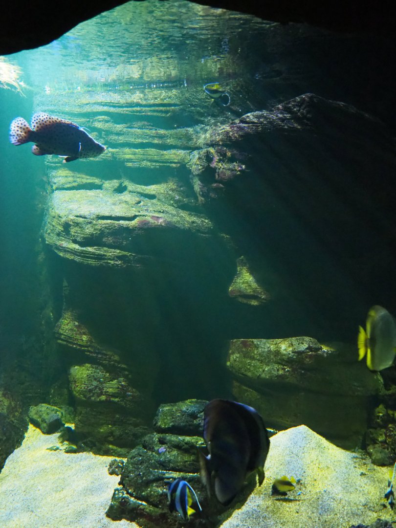 Grouper, Orbicular batfish and pennant coralfish aquarium, 2019-10-05