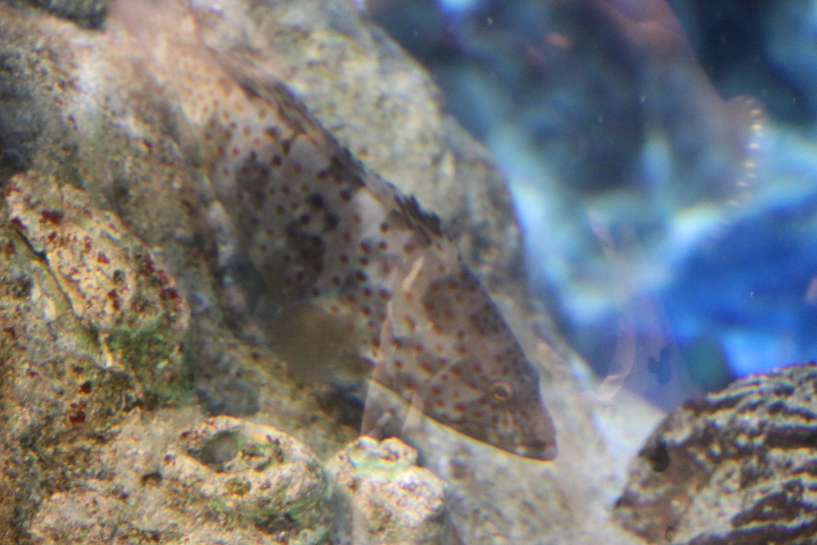 Grouper sp.