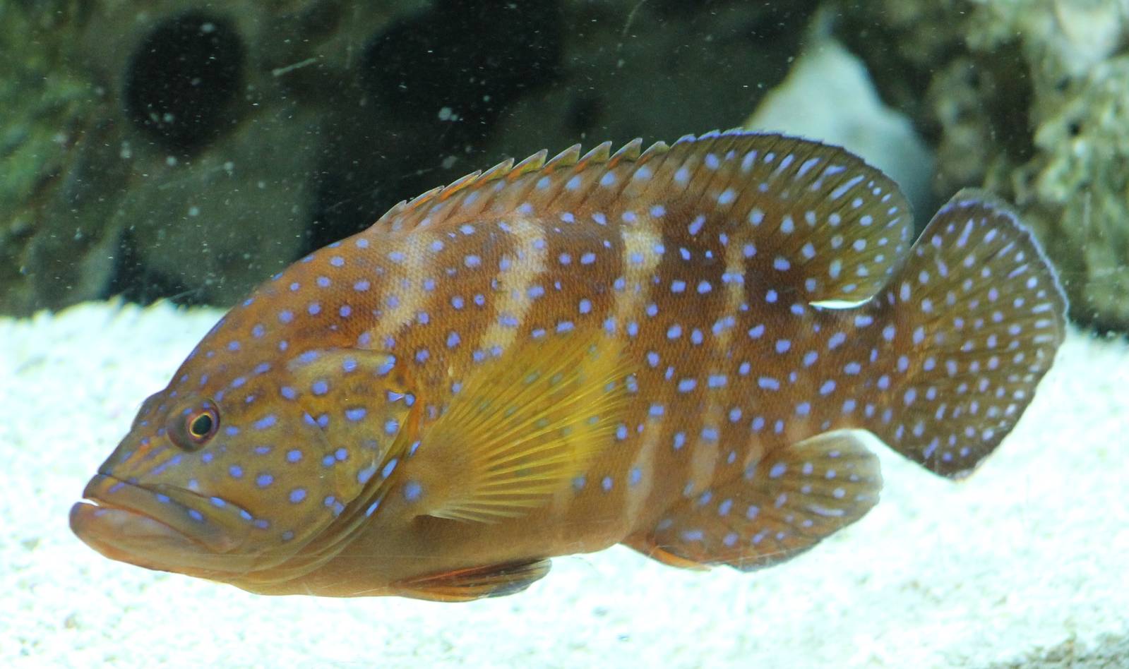 Grouper species ID