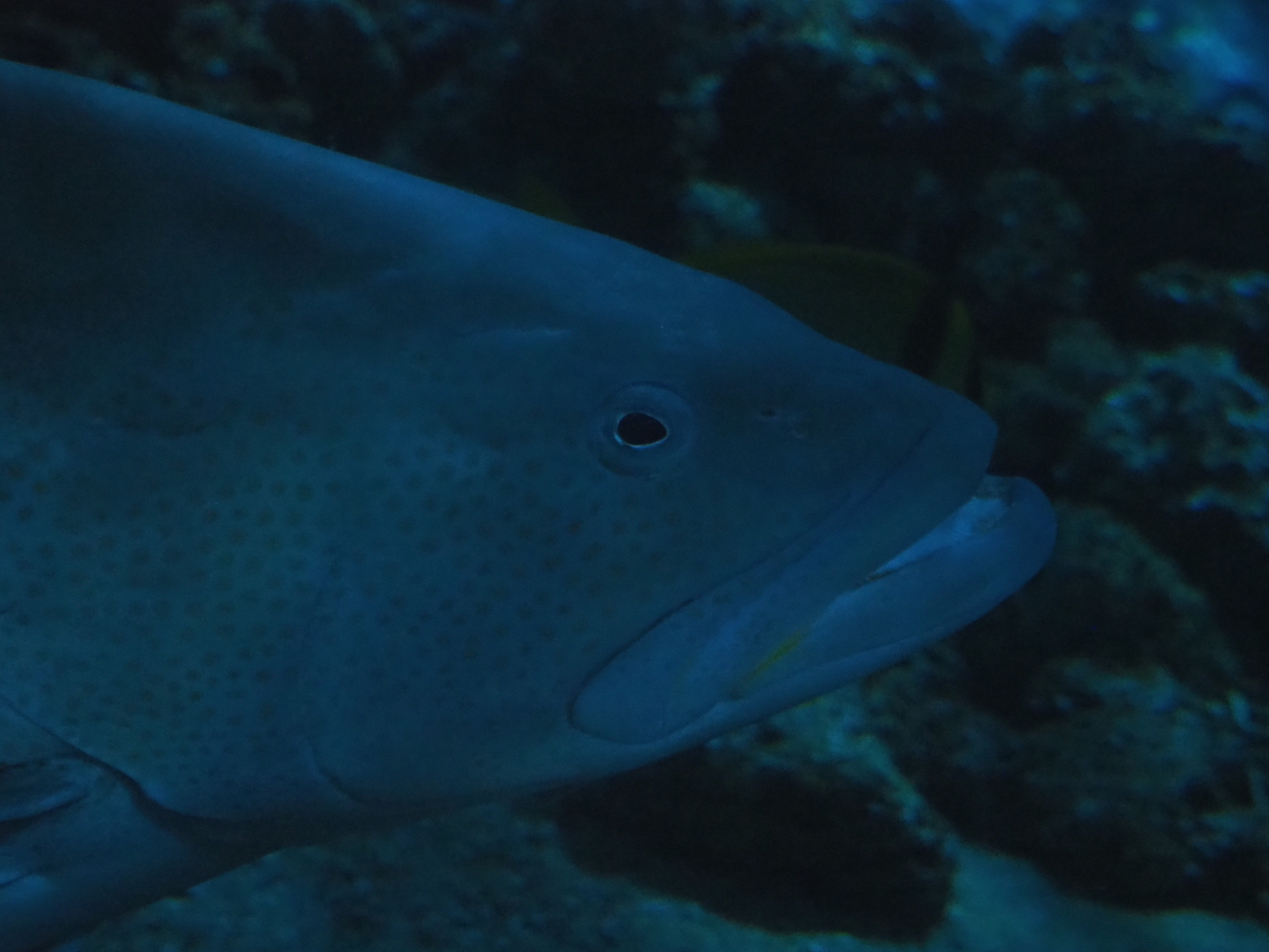Grouper species - Rotterdam Zoo