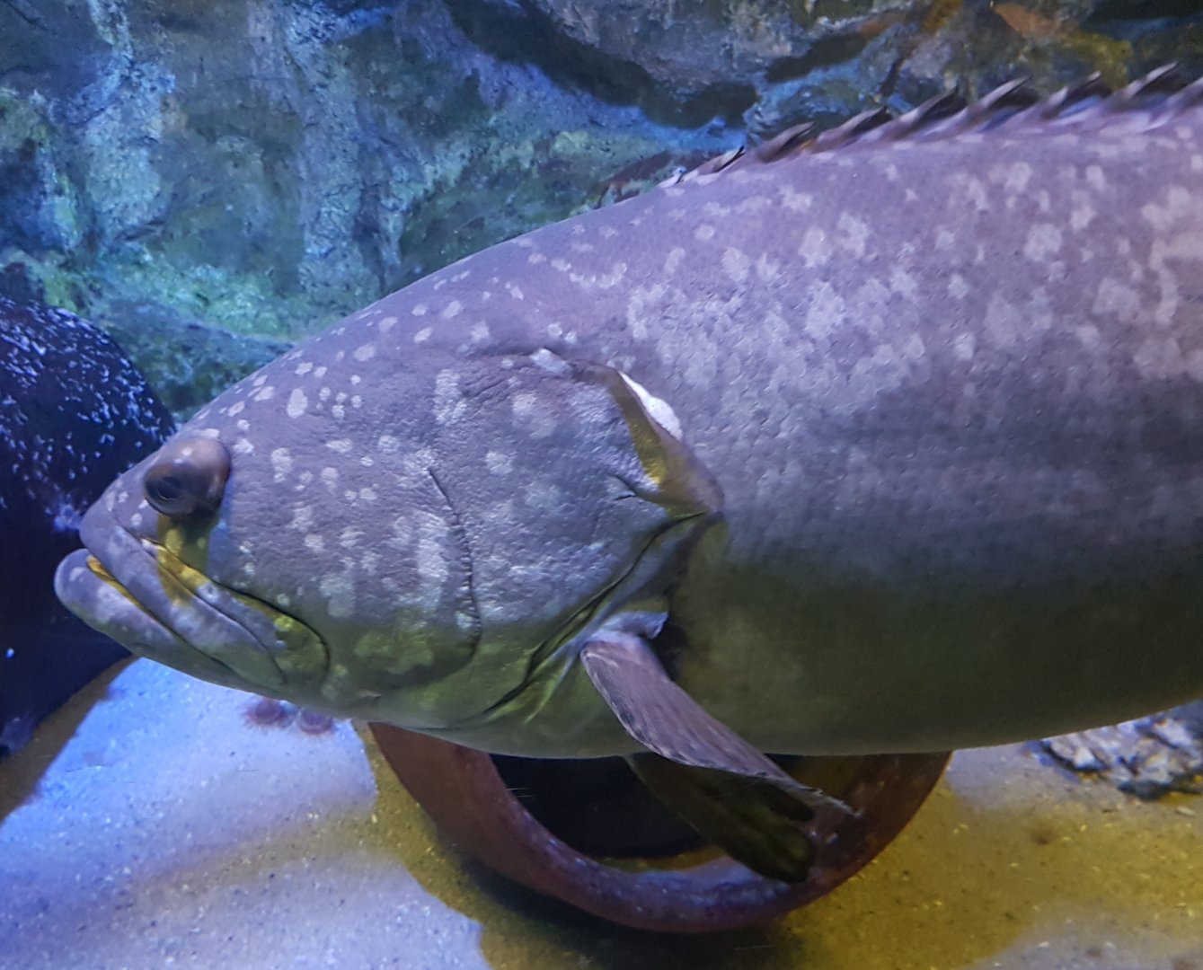 Grouper species