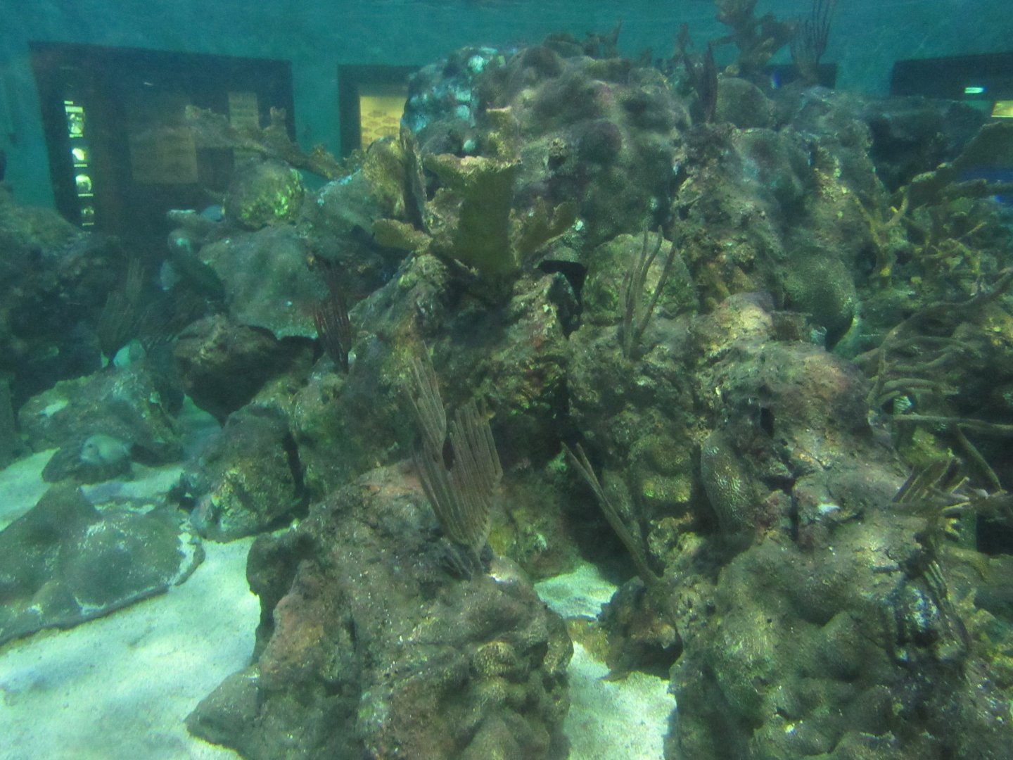 Grouper tank- John Pennekamp Coral Reef State Park Visitor Center and Aquarium