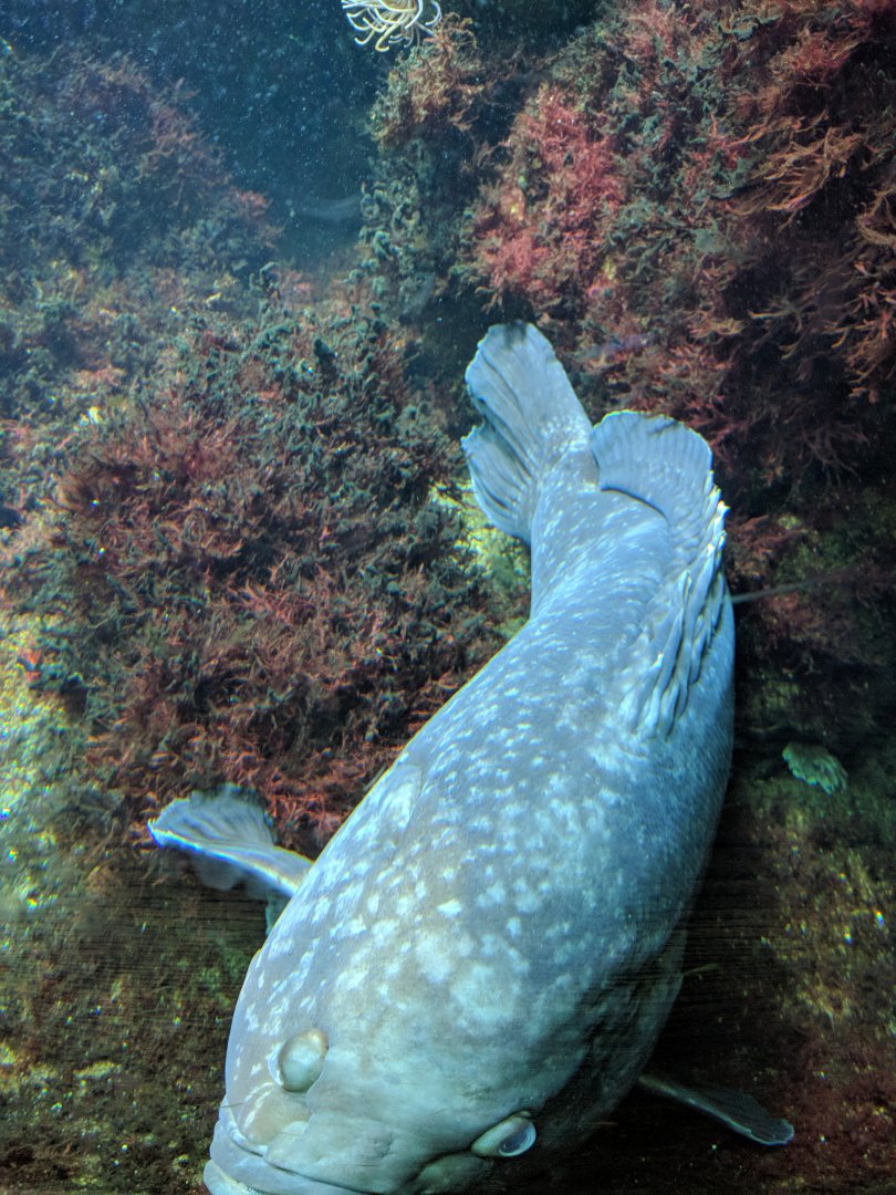 Grouper Wilhelma 2019