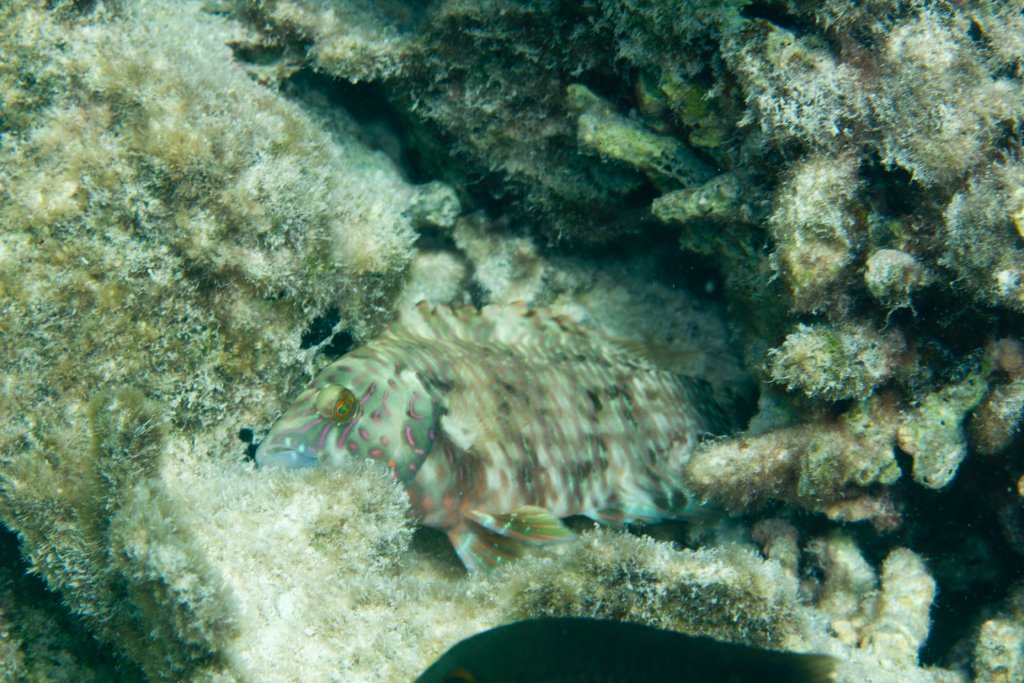 Grouper