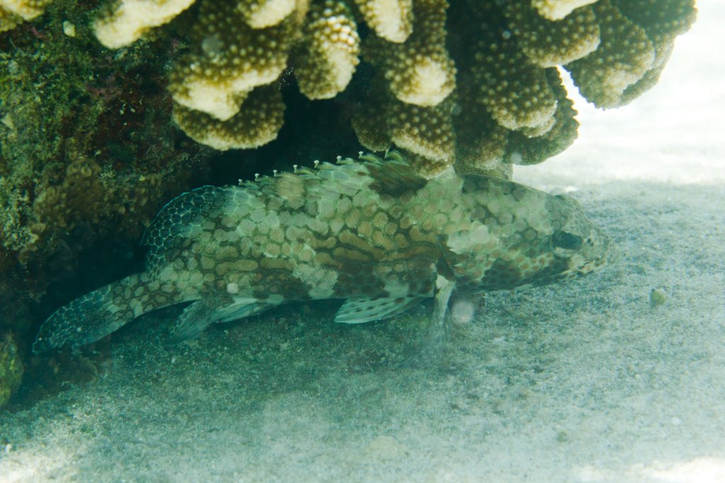 Grouper