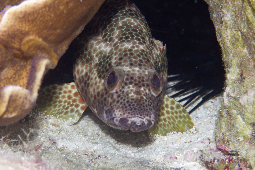 Grouper