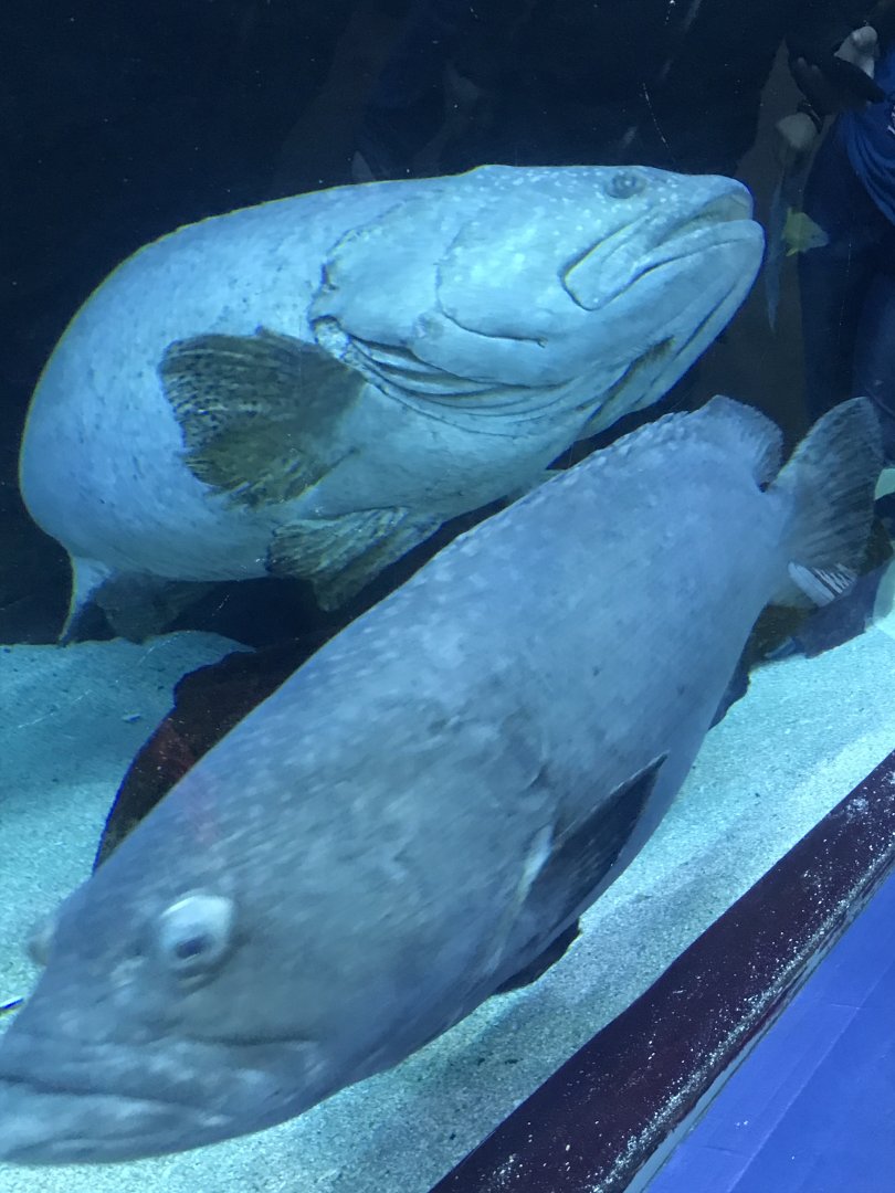 Groupers