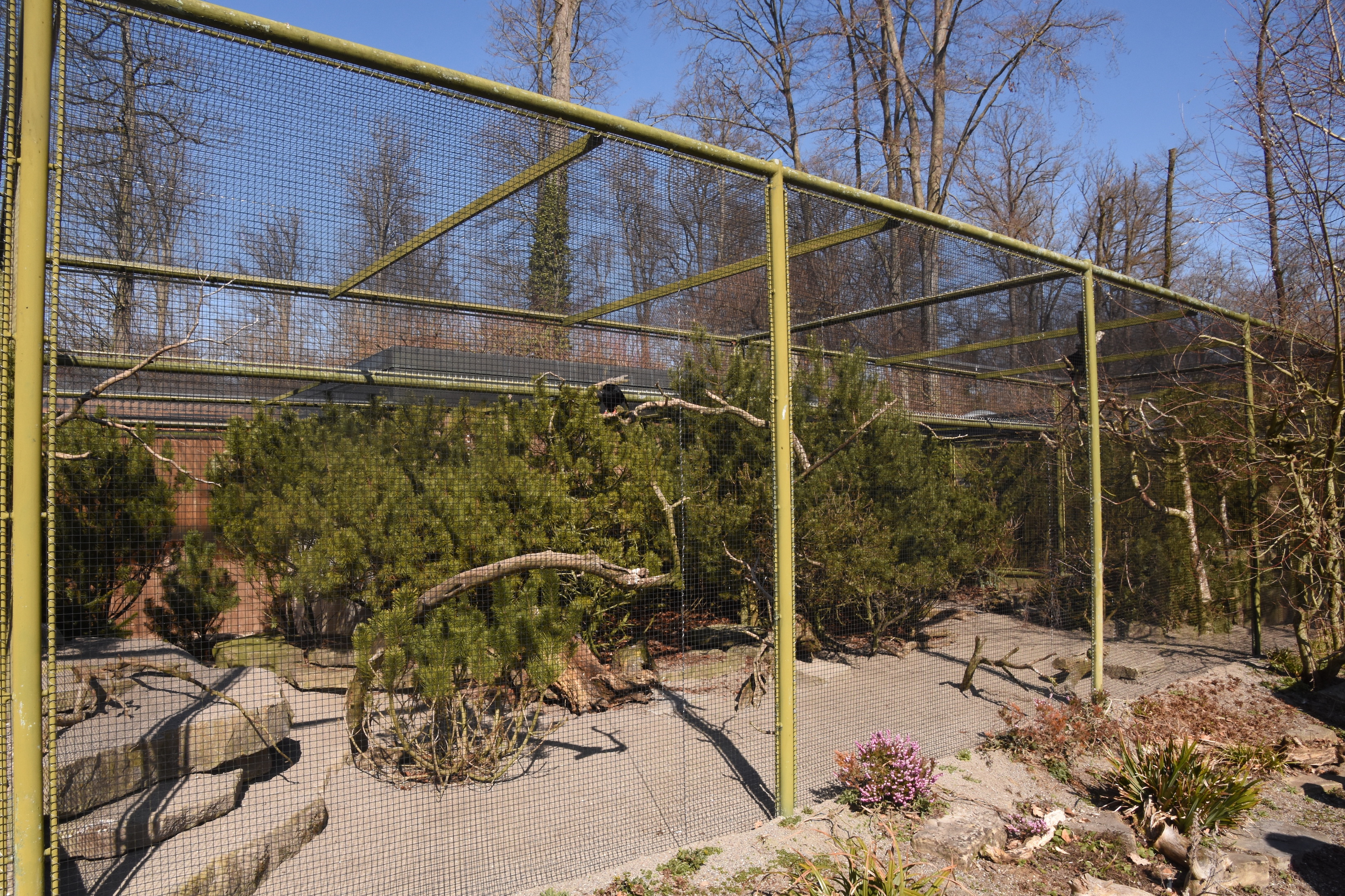 Grouse aviary