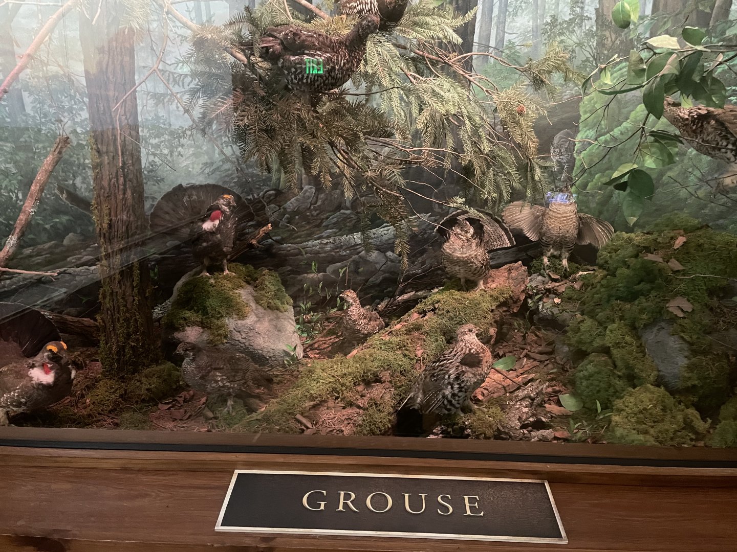 Grouse Diorama