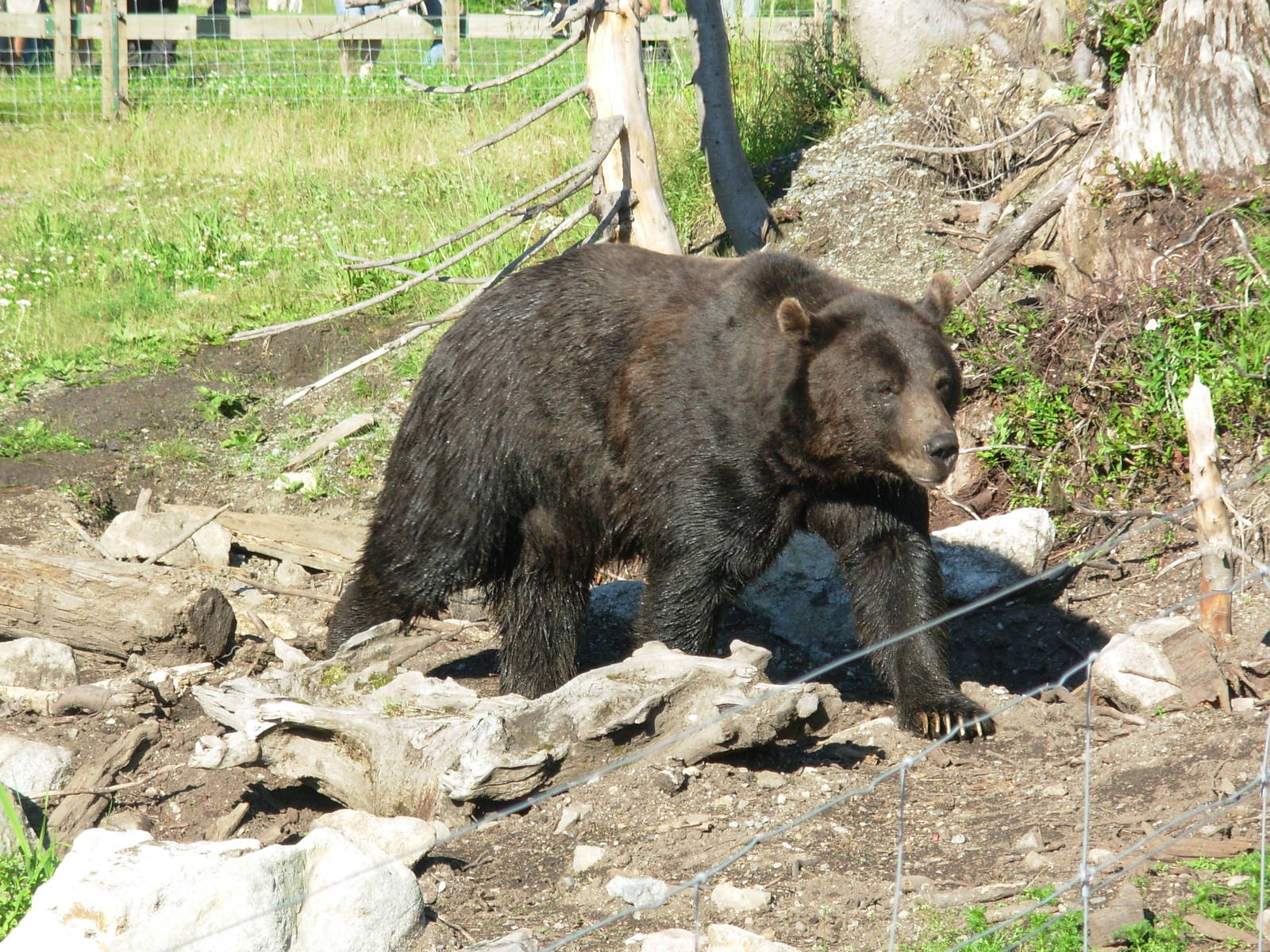 Grouse Mountain - Vancouver, B.C.