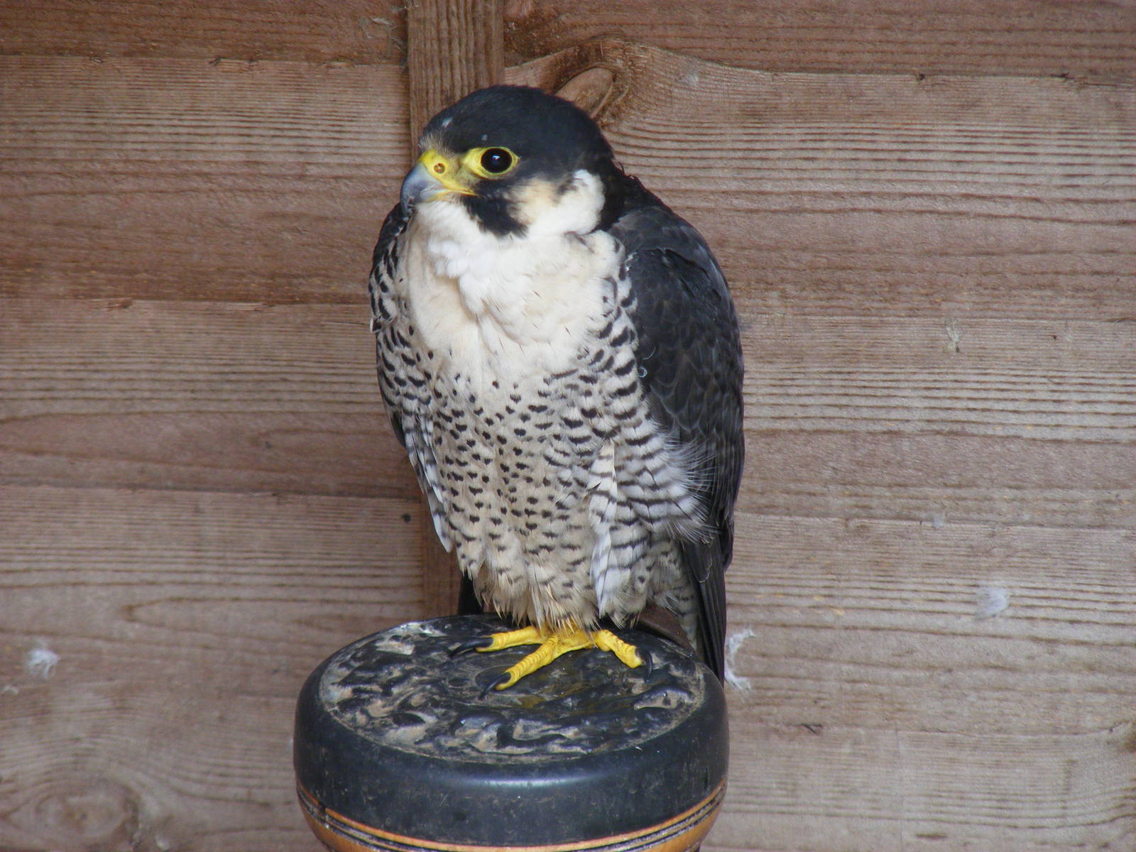 Grouse the peregrine x barbary falcon at Gentleshaw Wildlife Centre, 18 Jun