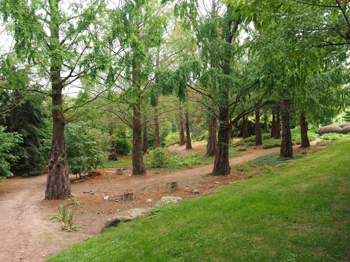 Grove of dawn redwoods (Metasequoia glyptostroboides), Aug 28th, 2018