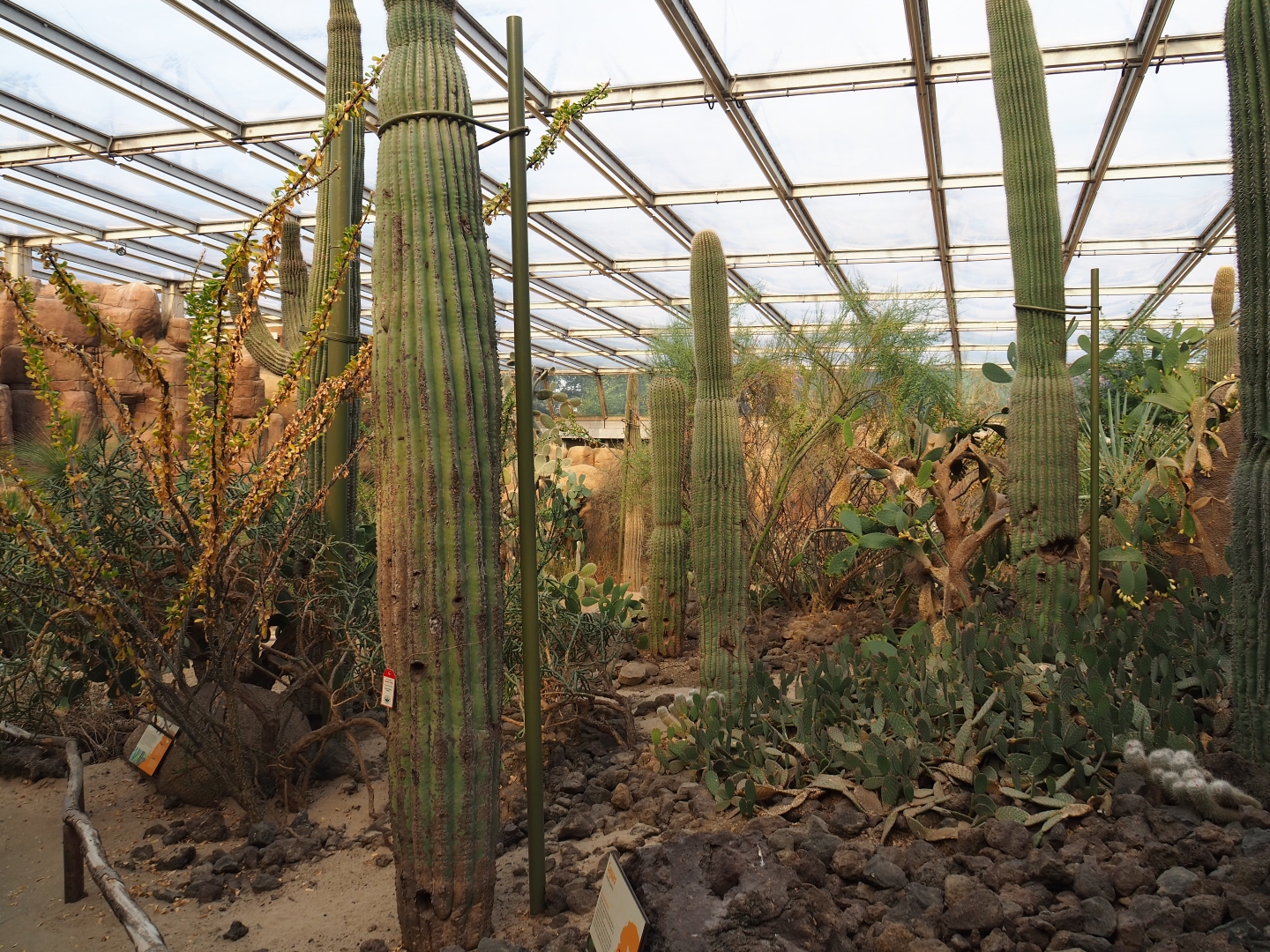 Grove of Saguari cacti (Carnegiea gigantea), Sep 16th, 2018