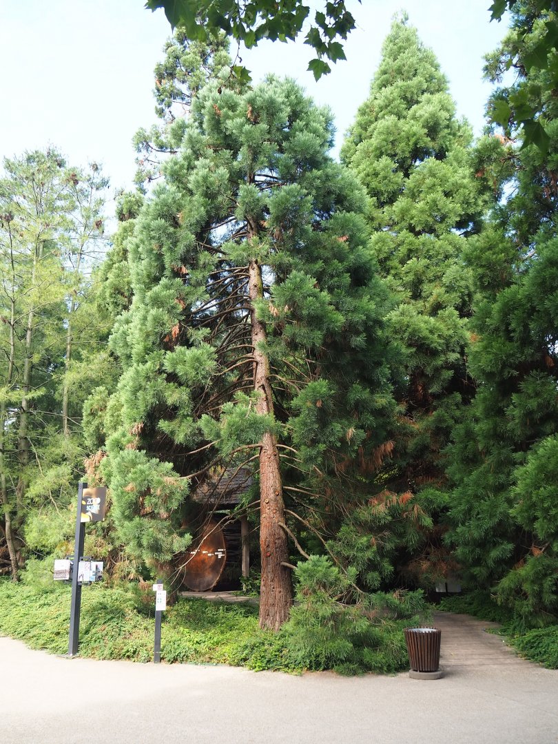 Grove of small Sequioas with slice of a giant Sequioa, 2023-07-22