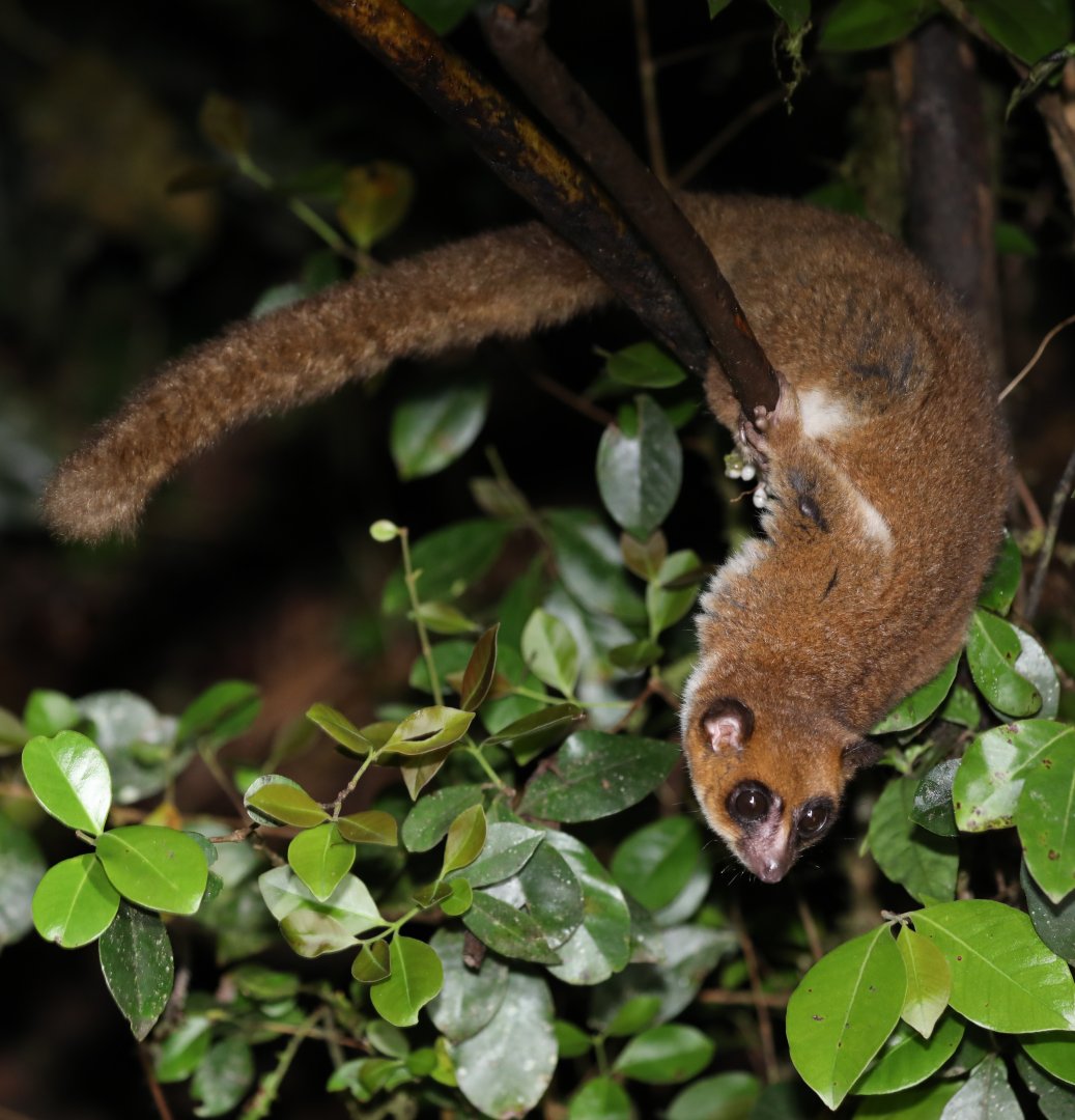 Groves' dwarf lemur (Cheirogaleus grovesi)