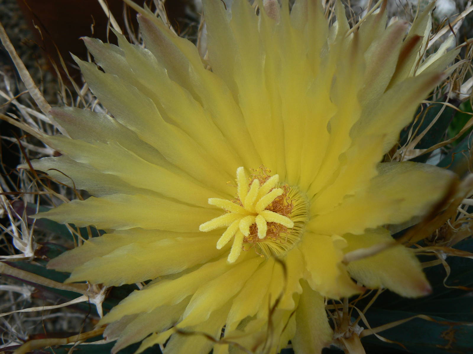 Grow Zone- Cactus Flower