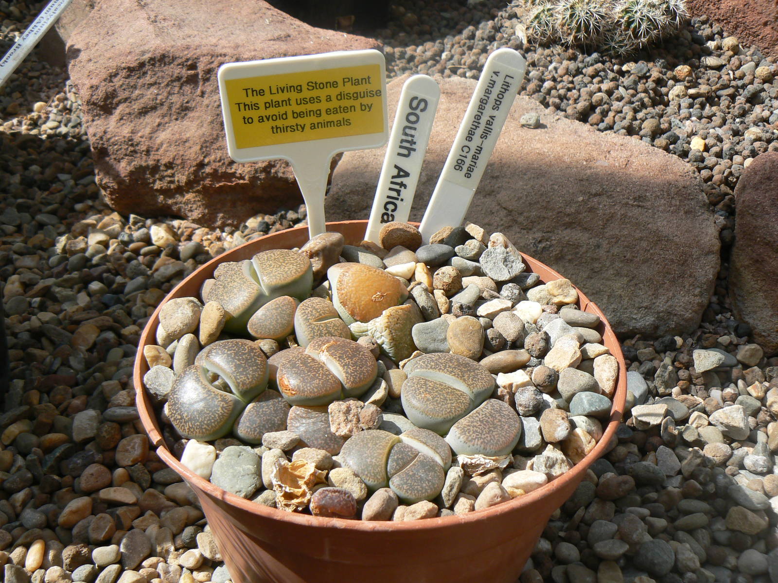 Grow Zone- Rock Plant
