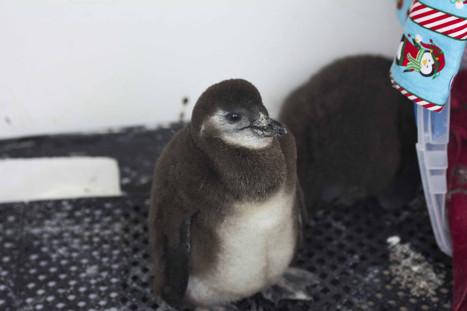 Growing Penguin Chick