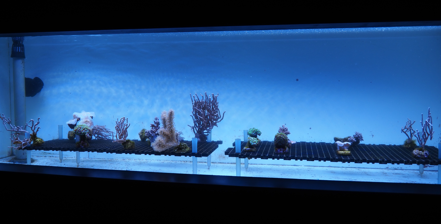 Growing tank for coral clippings, 2020-09-03