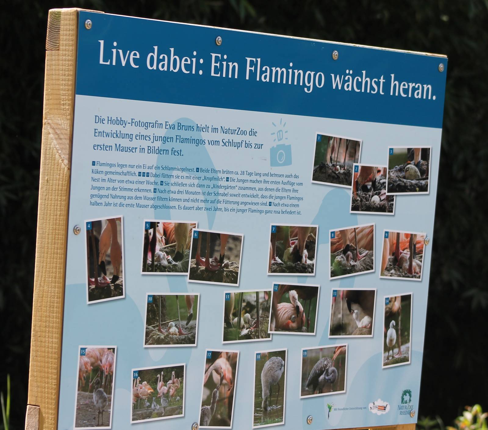 Growing-up info Chilean flamingo