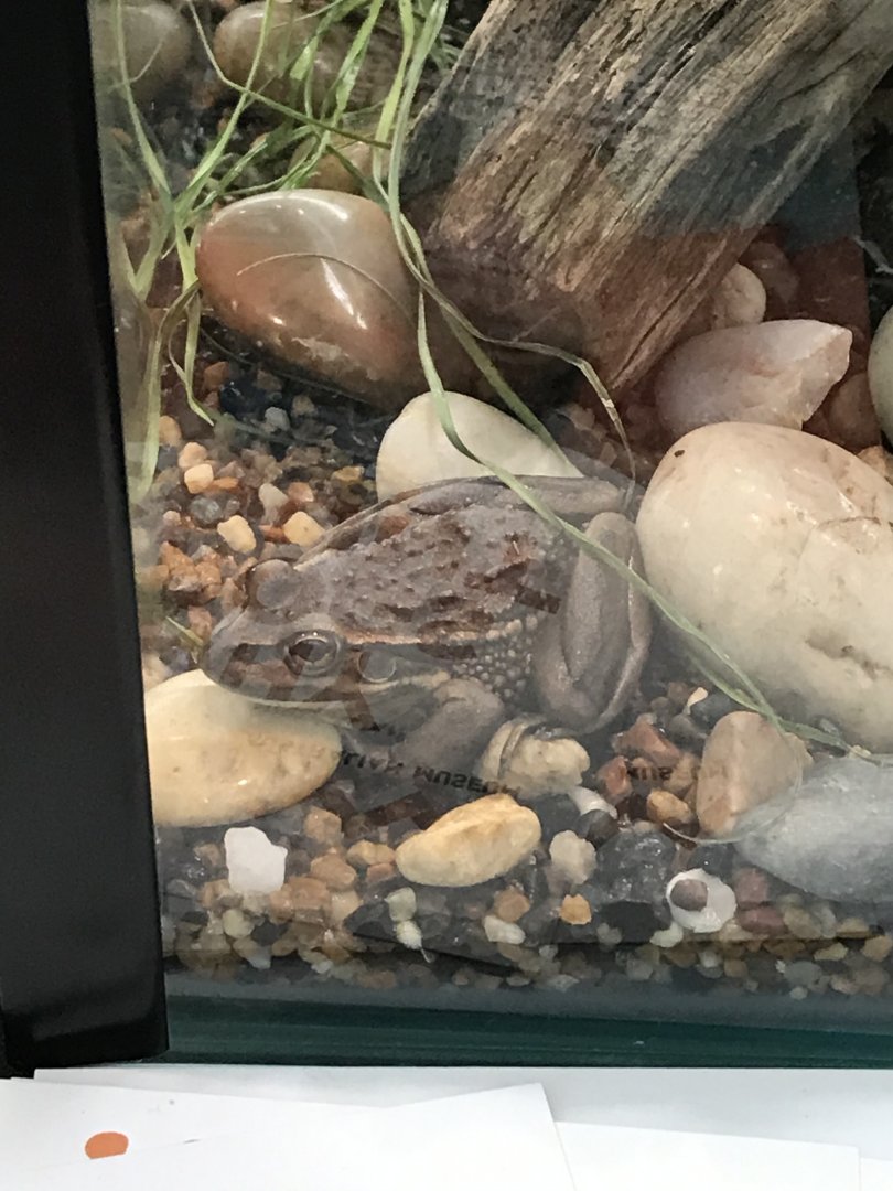 Growling Grass Frog (Litoria raniformis)