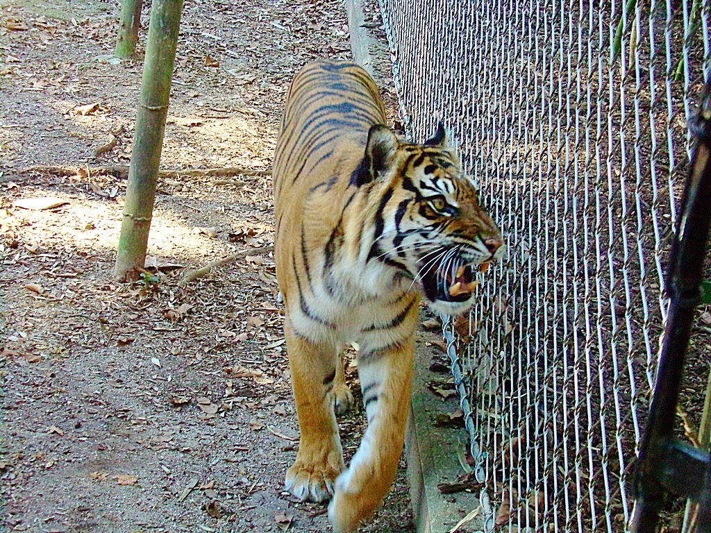 Growling Sumatran Tiger
