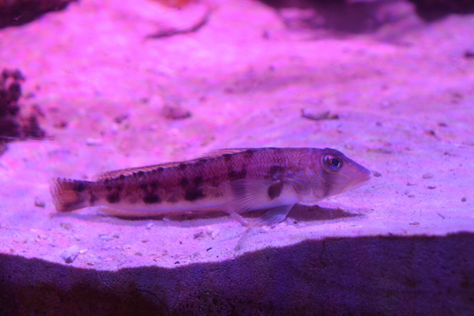 Grub fish (Parapercis sexfasciata)