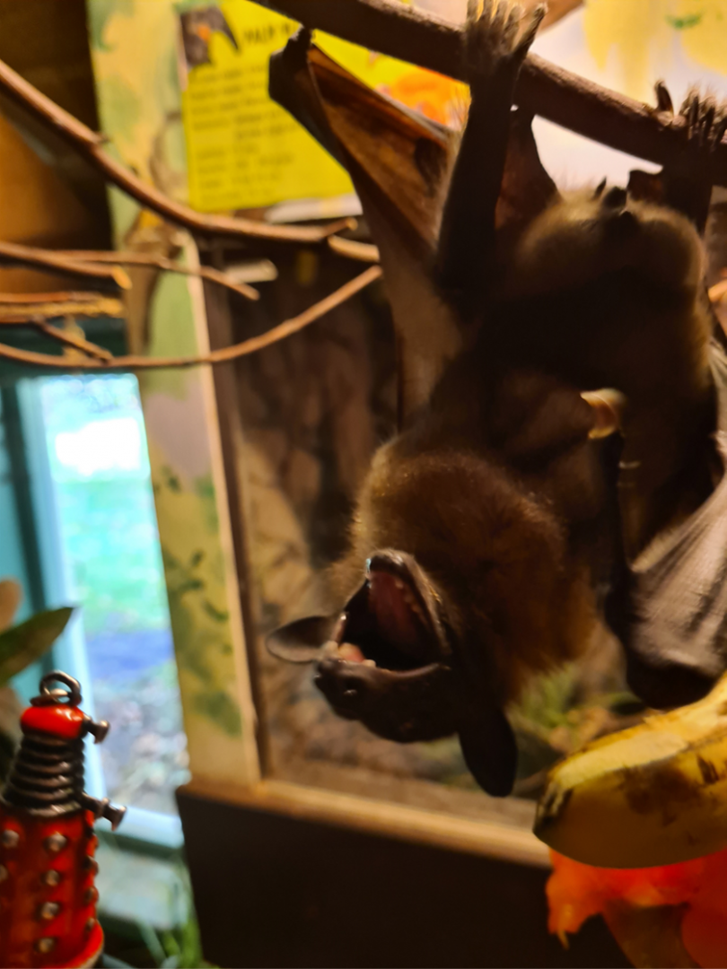 Grumpy free-roaming fruit bat