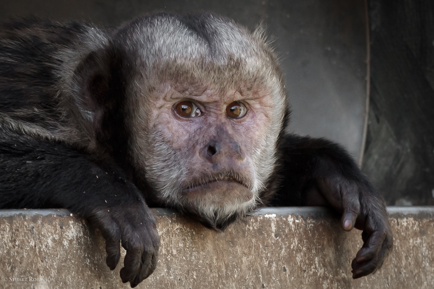 Grumpy Golden-bellied Capuchin - 08/04/2011
