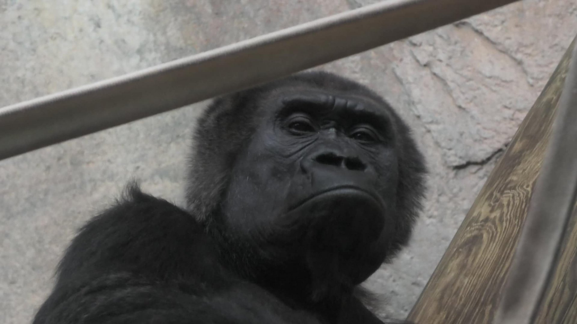 Grumpy gorilla