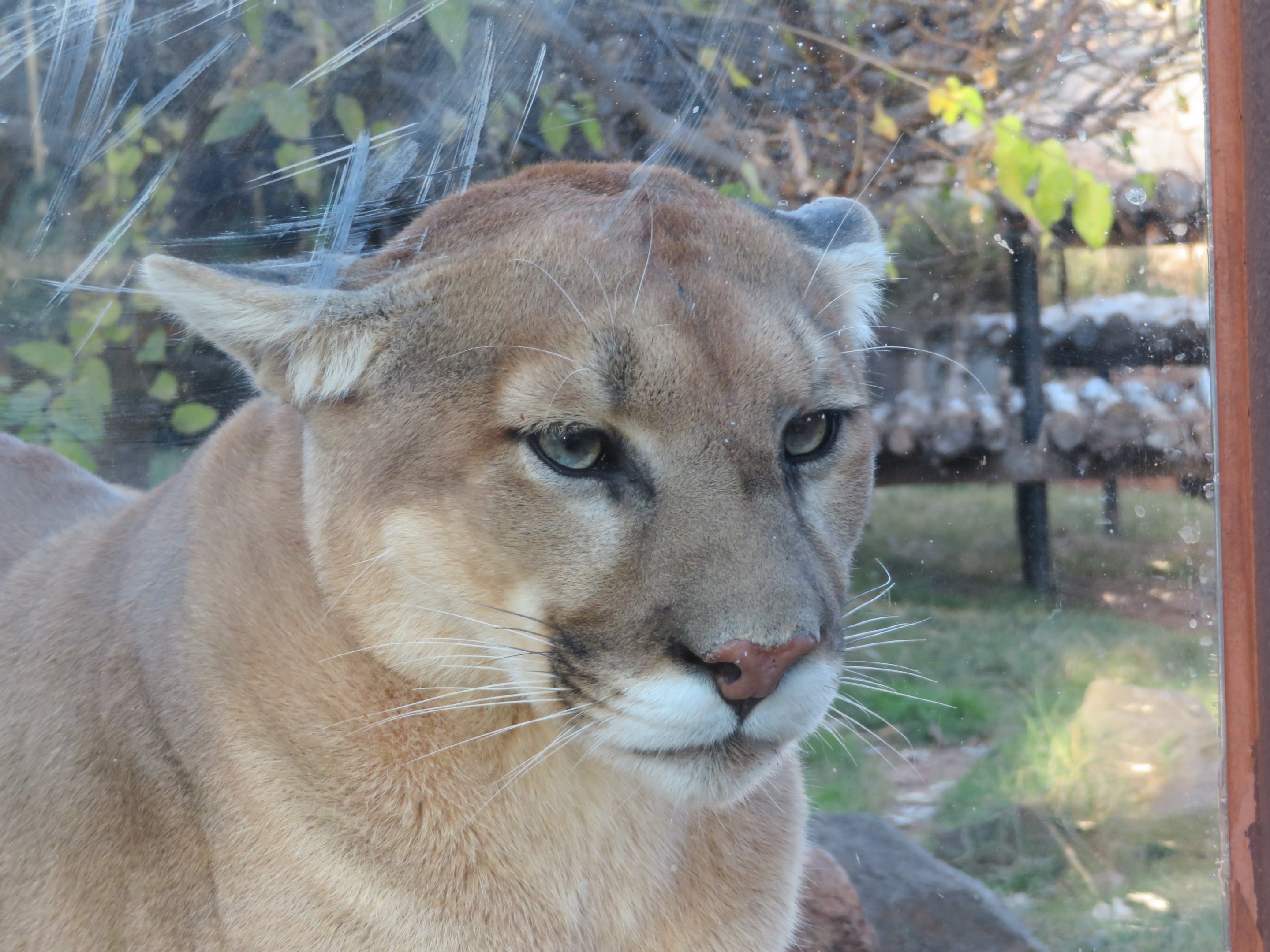 Grumpy Puma
