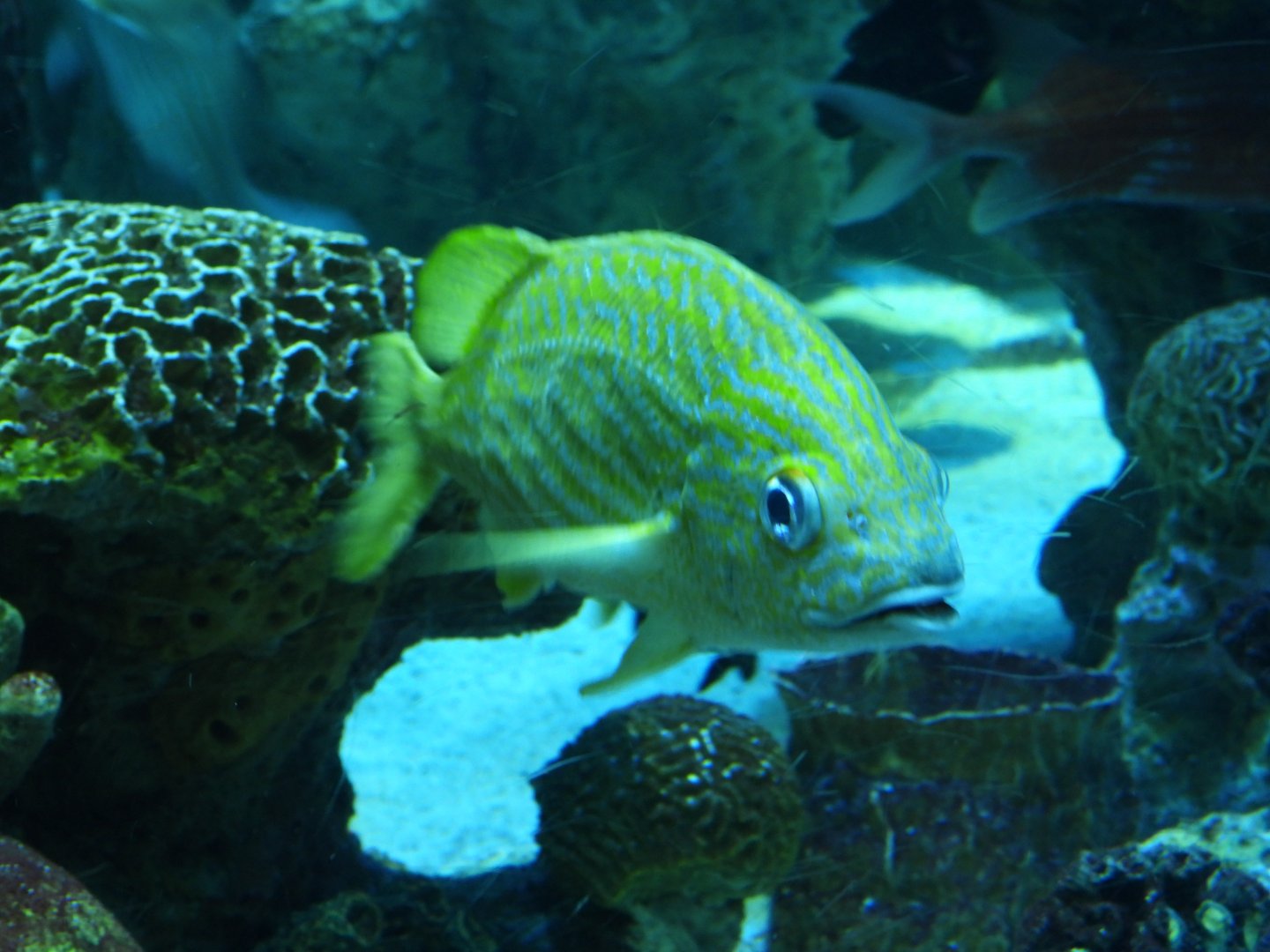 Grunt (French grunt?)