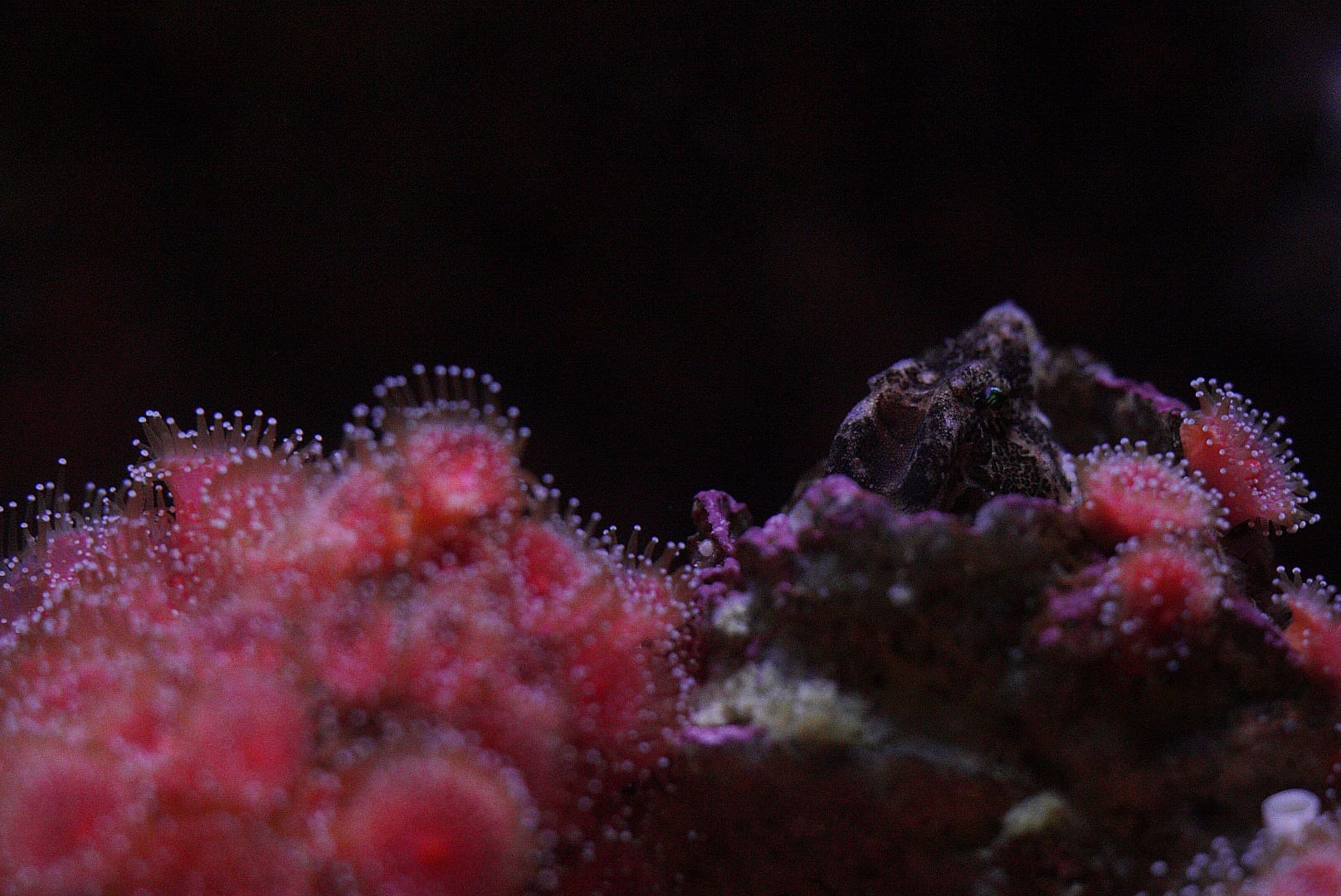 Grunt Sculpin in a field of Strawberry Anemones