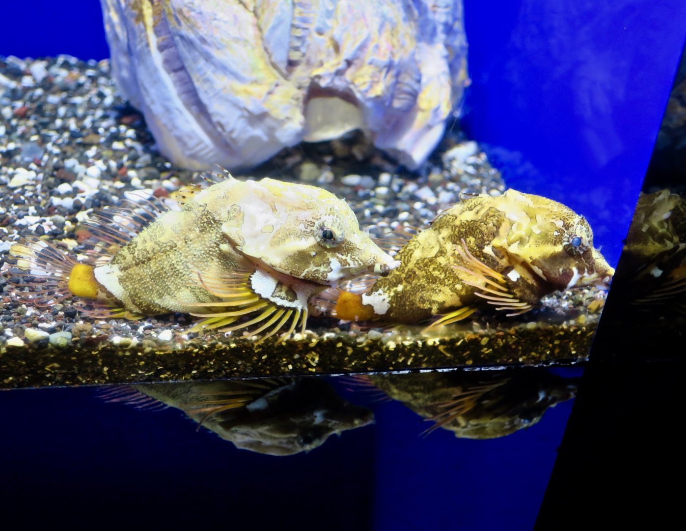 Grunt Sculpin (Rhamphocottus richardsonii)