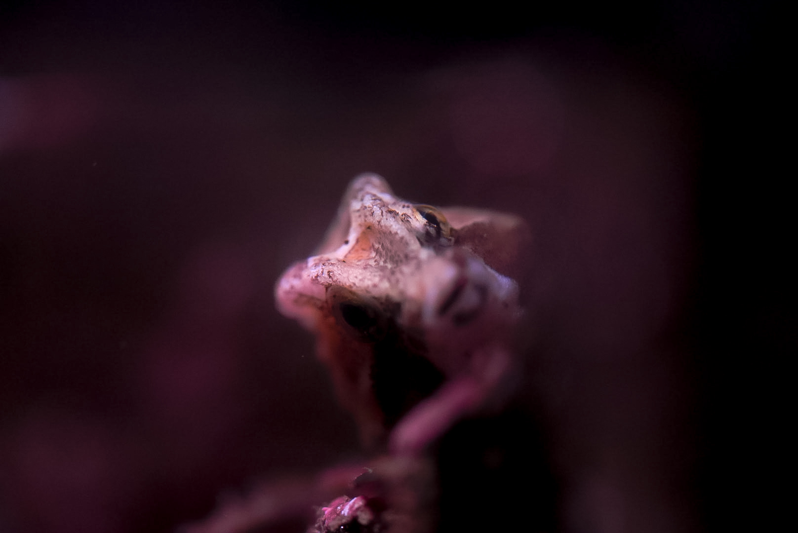 Grunt Sculpin (Rhamphocottus richardsonii)