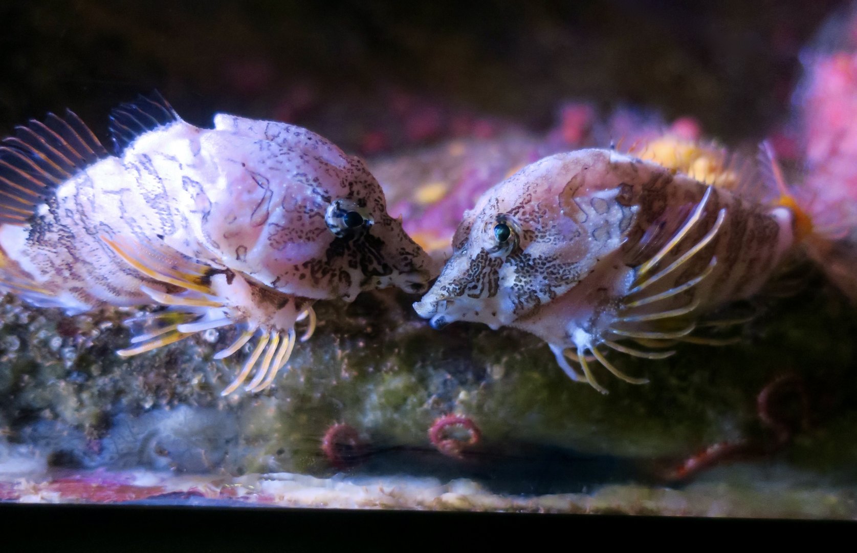 Grunt Sculpin (Rhamphocottus richardsonii)